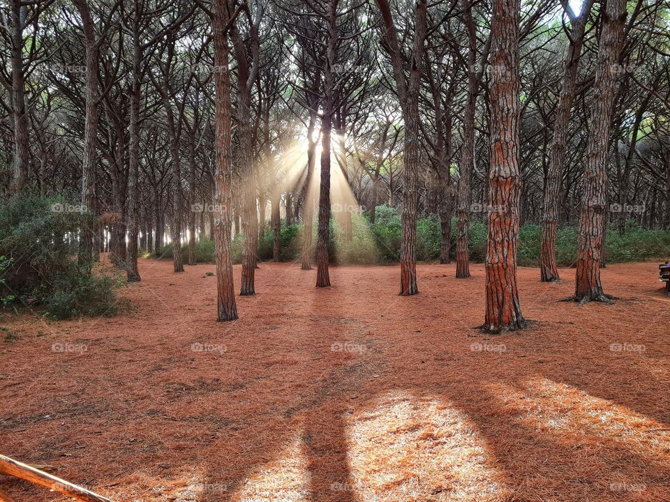 sunbeams among the branches of the pine forest