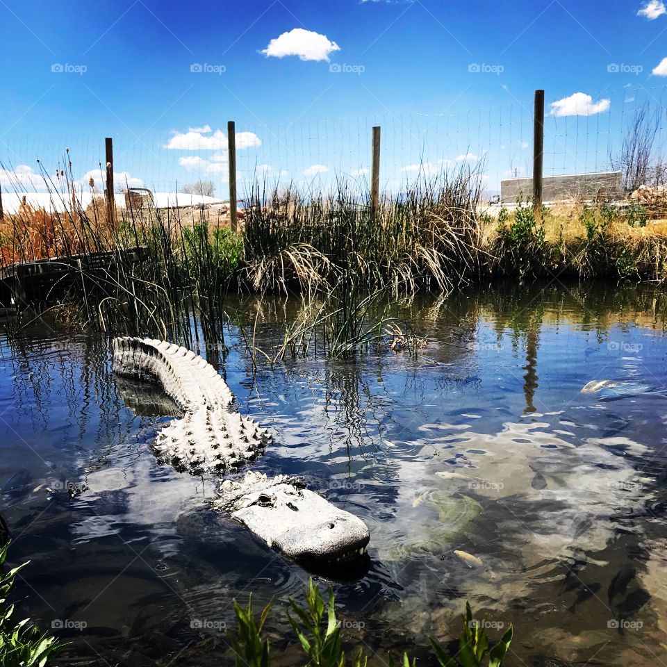 Colorado Gators