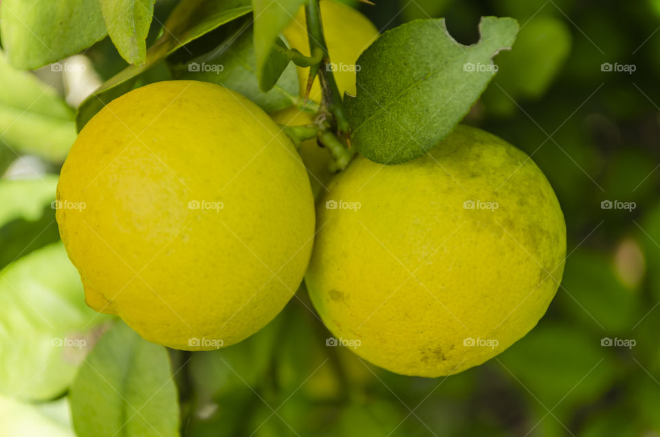 Closeup Of Limes On Tree
