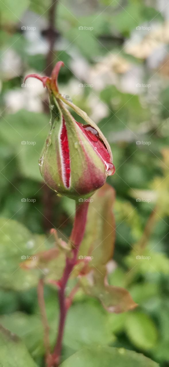 Eine geschlosse Rose mit spitz zulaufenden Blätter und Wassertropfen