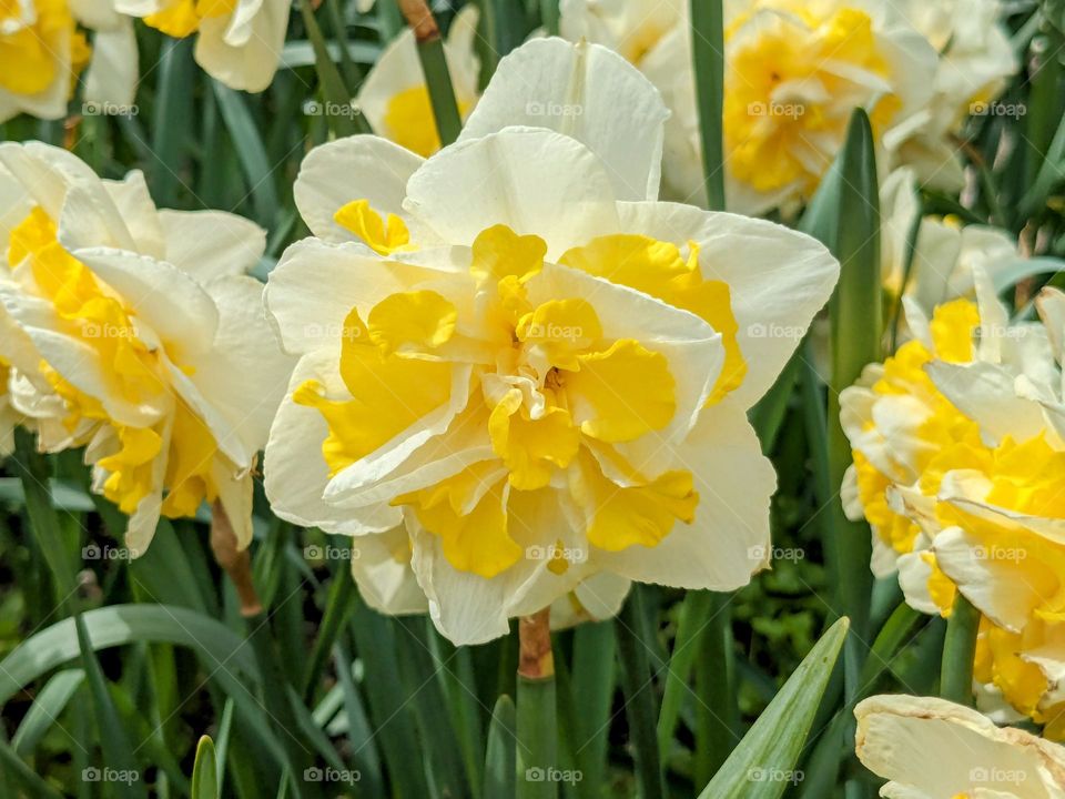Several vibrant yellow flowers with bright green leaves blooming in a field. Landscape photo in early spring.