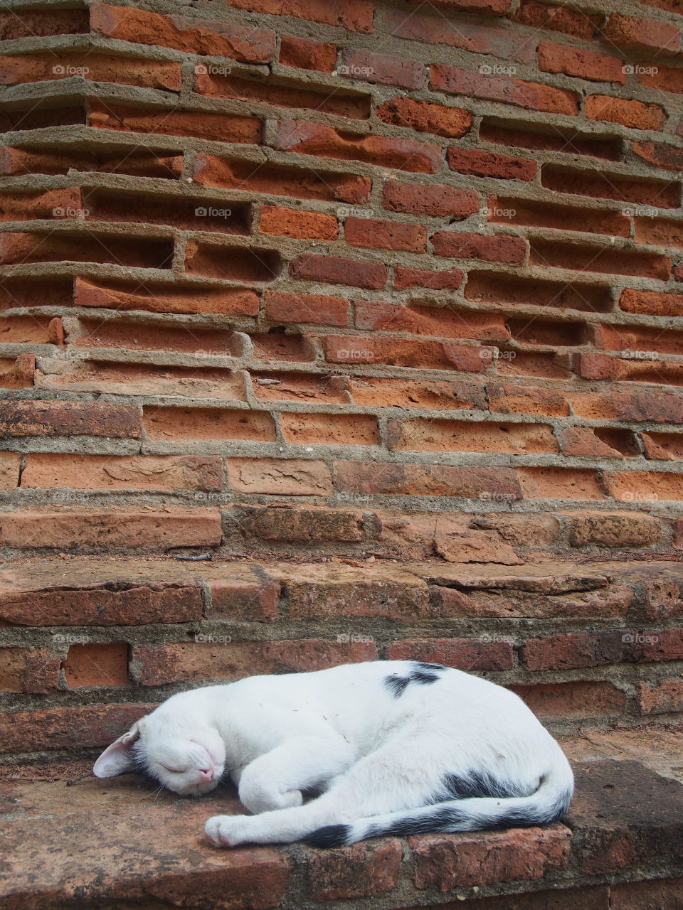 Close-up of cat sleeping on staircase