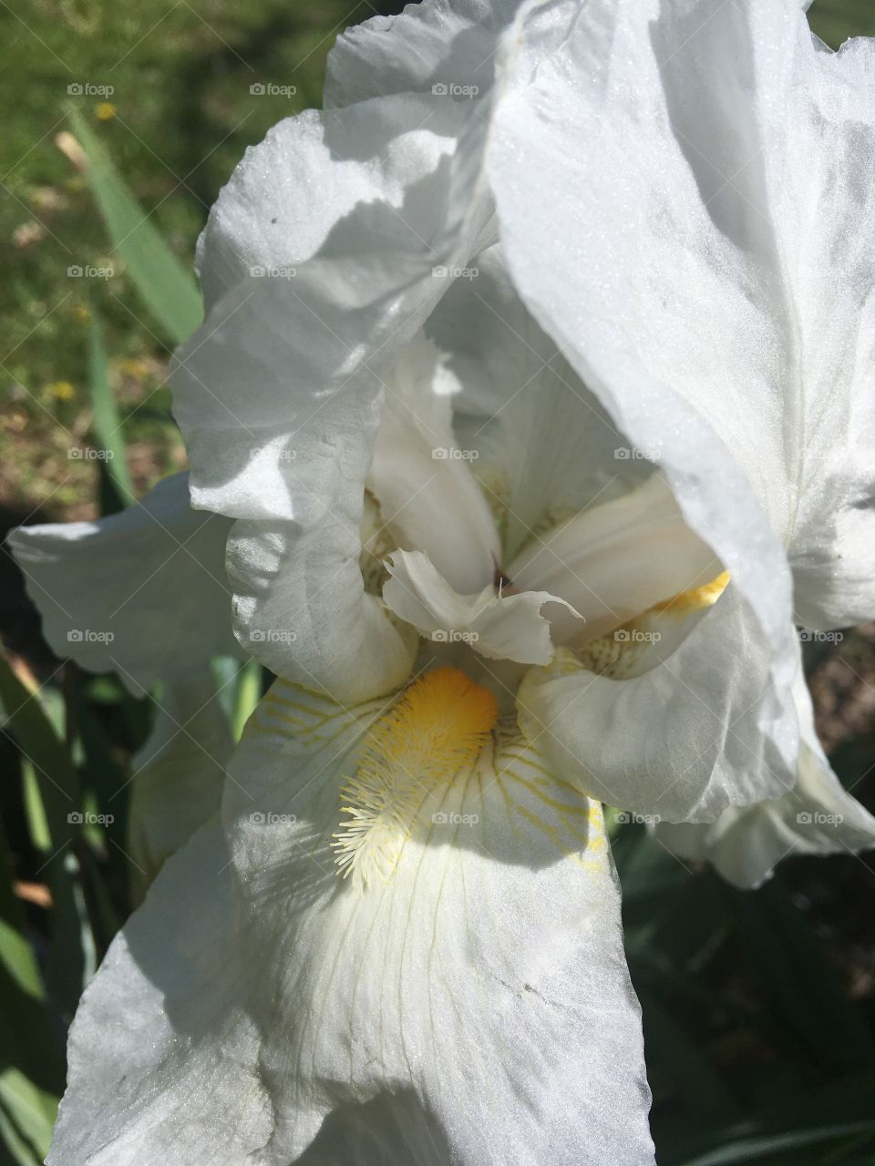 Just a close up of my beautiful white iris looking at the yellow inside making the white pop!