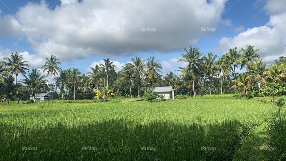 Rice field view is very good 