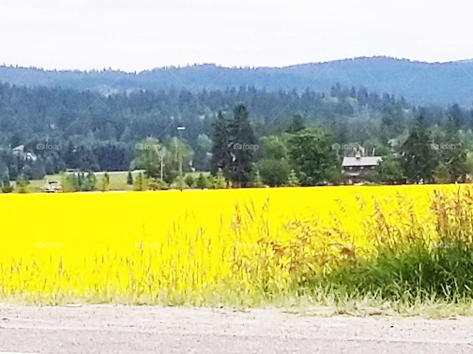 Bright yellow canola fields in  Montana 