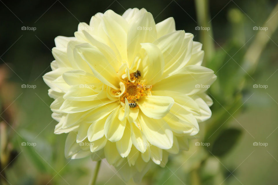 garden yellow flower bee by maza