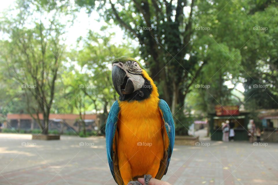 beautiful bird close up