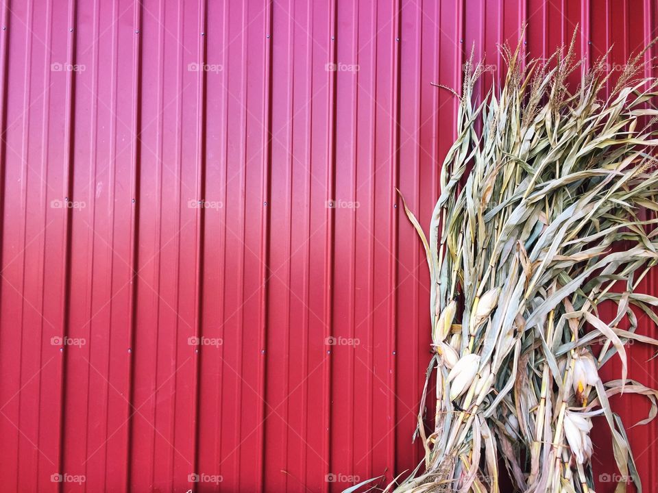 The red wall. Picture of the side of a barn