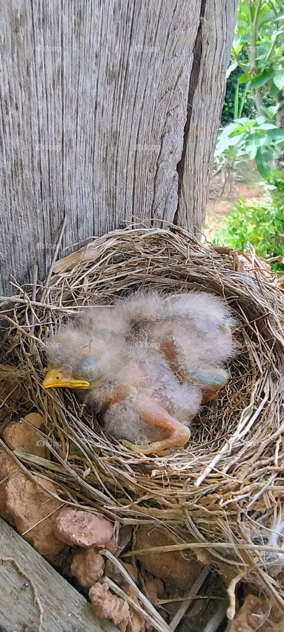 little bird in the cute nest