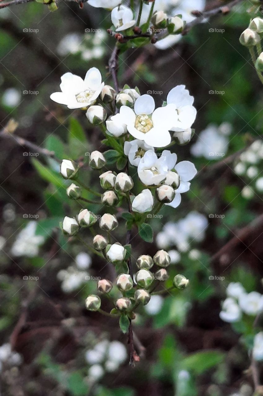 white flowers and buds of spirea van Houtten