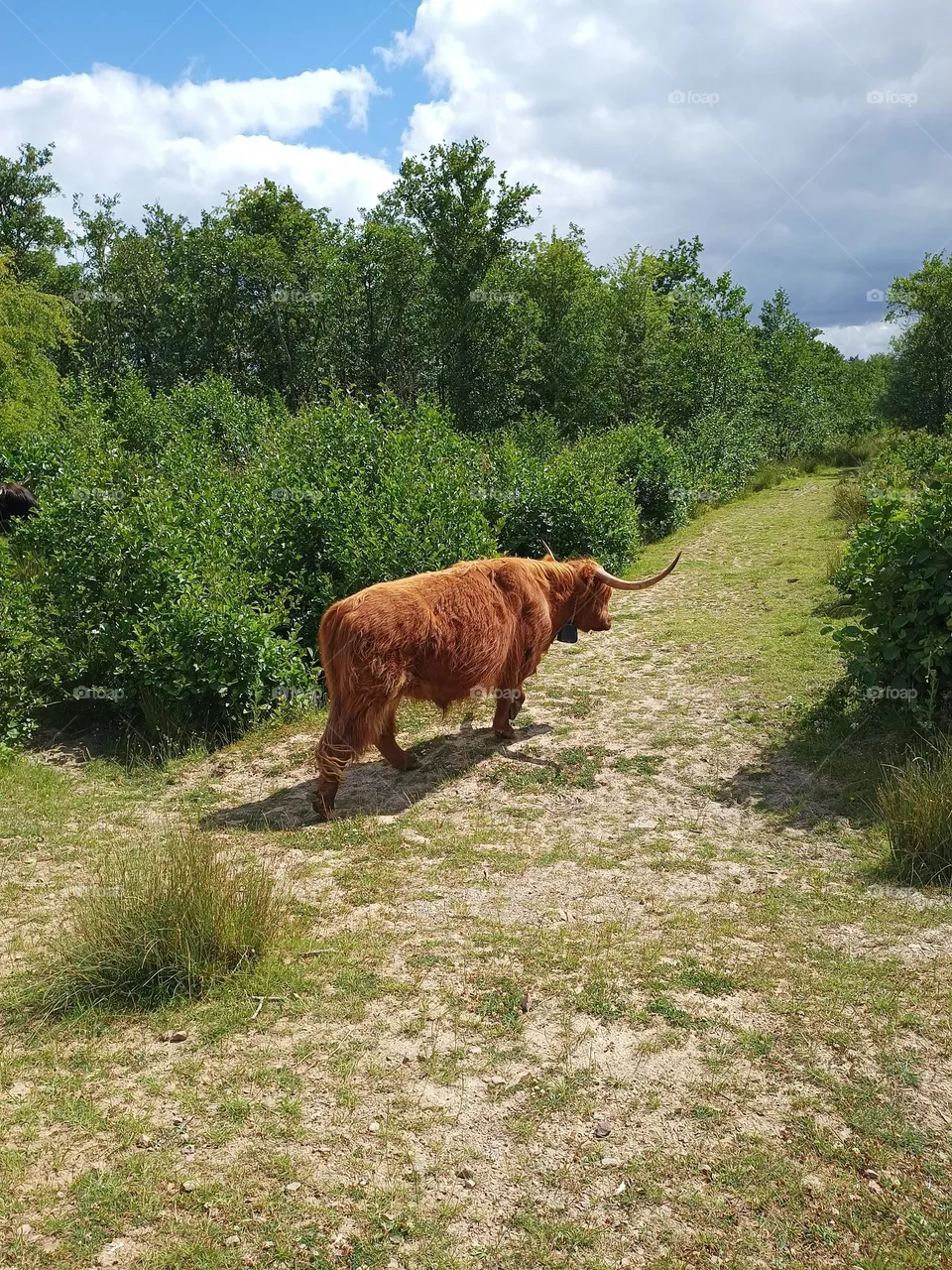 Wild Highland Cows