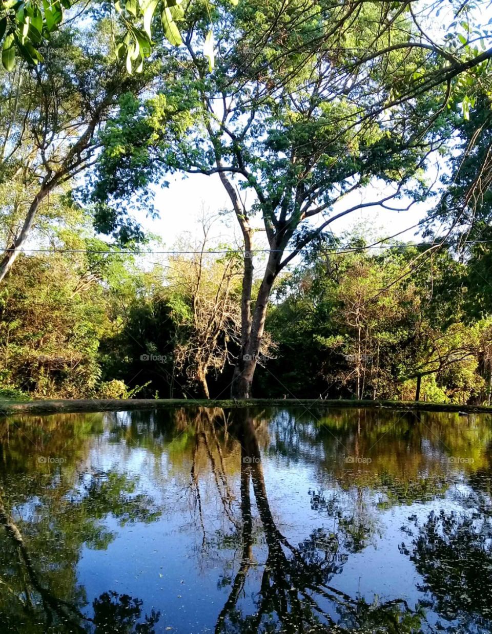 Fotografia é um barato! Aqui, um clique do reflexo da árvore no lago. Viva a Natureza!: