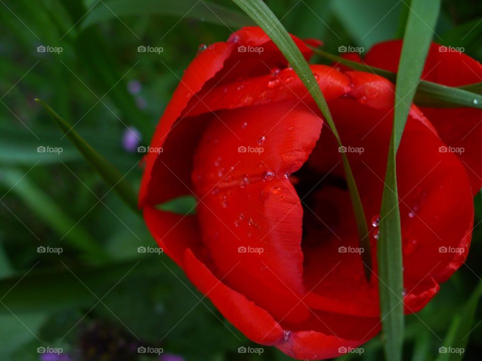 Colors of Spring