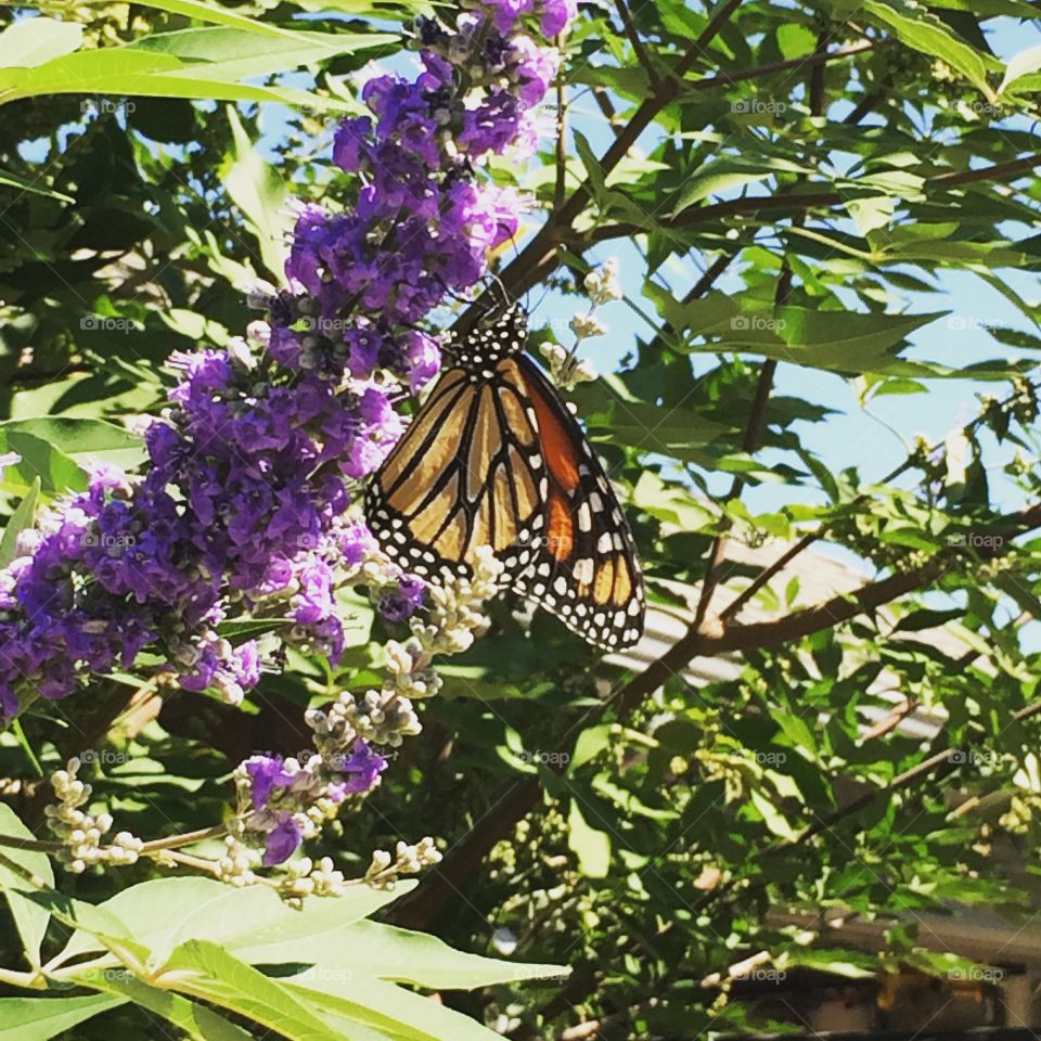 Monarch on Vitex