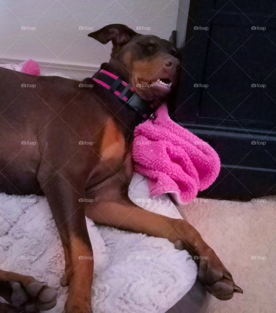 One, Dog, People, Mammal, Pet