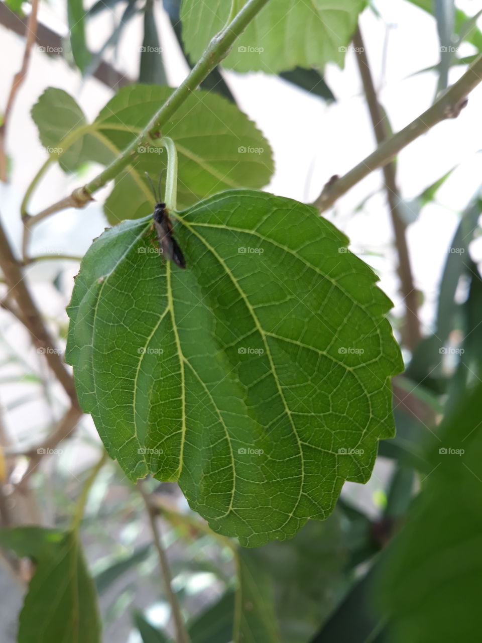 leaf and insect