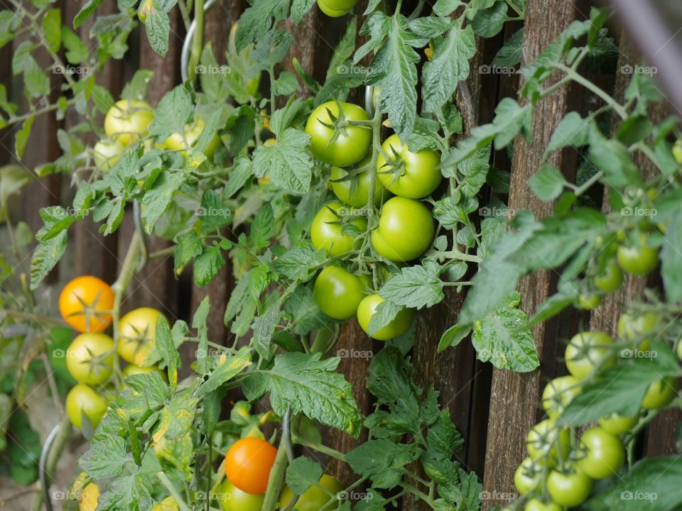 Tomato plant