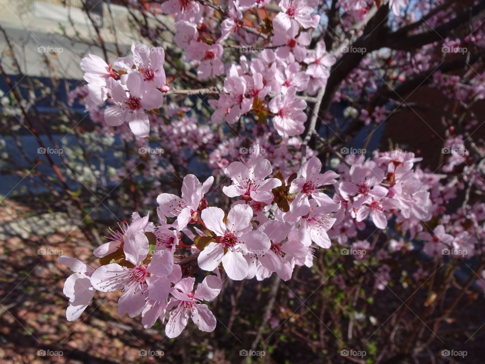 Spring bloom