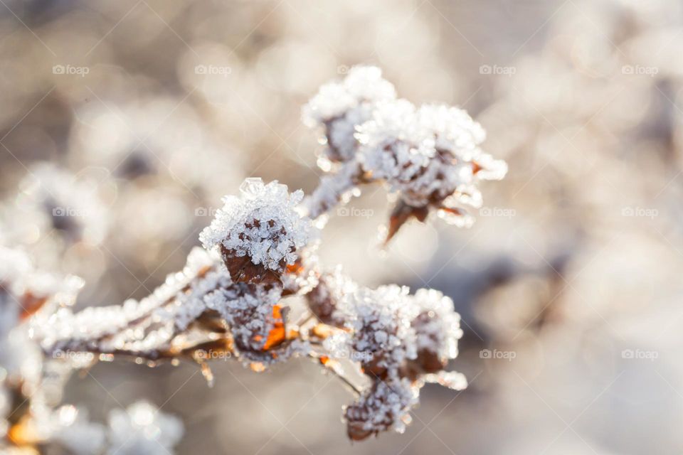 Flowers in bright sunlight covered with frost, bokeh in the background 