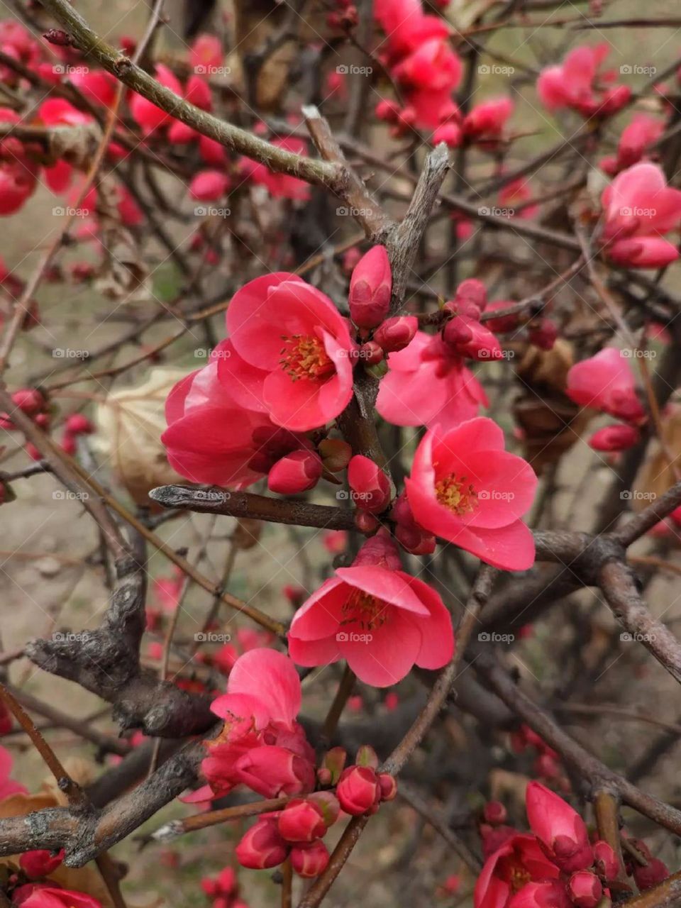 Magenta spring flowers contain passion, strength and energy and decorate the green color of nature!