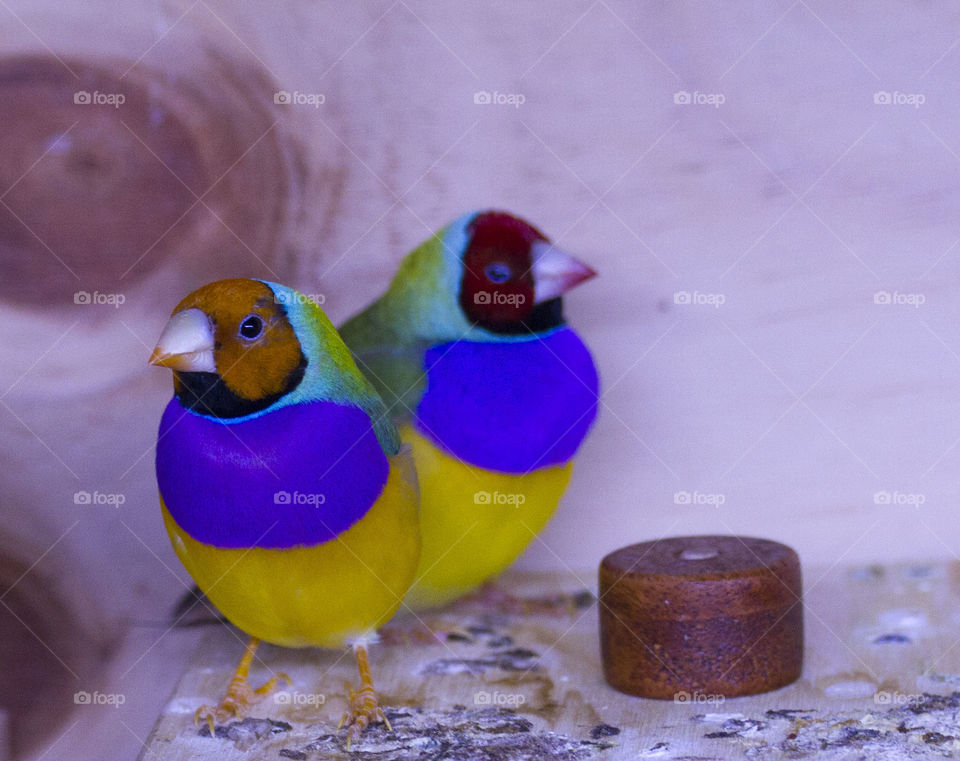 Gouldians Finches 