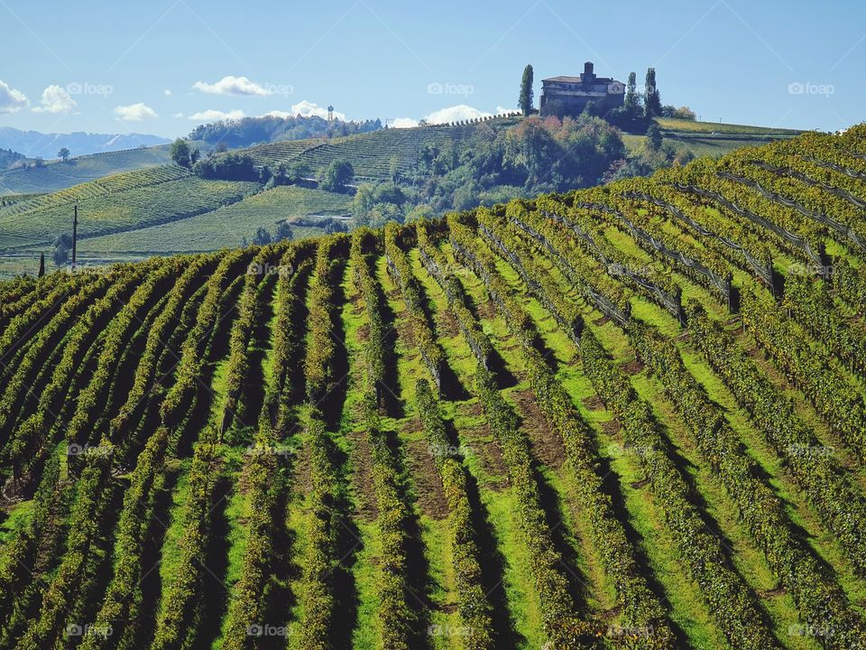 Grapevines in Piedmont