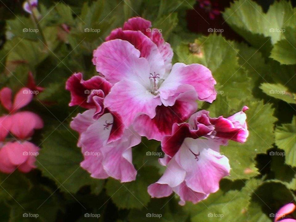 Pink flowers