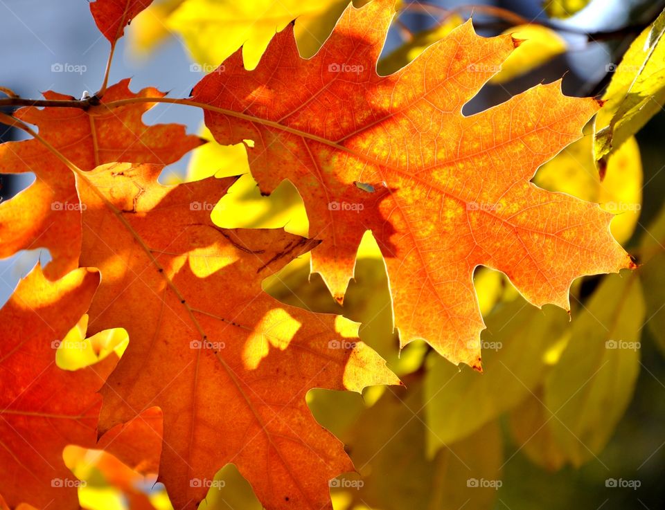 Oak leaves