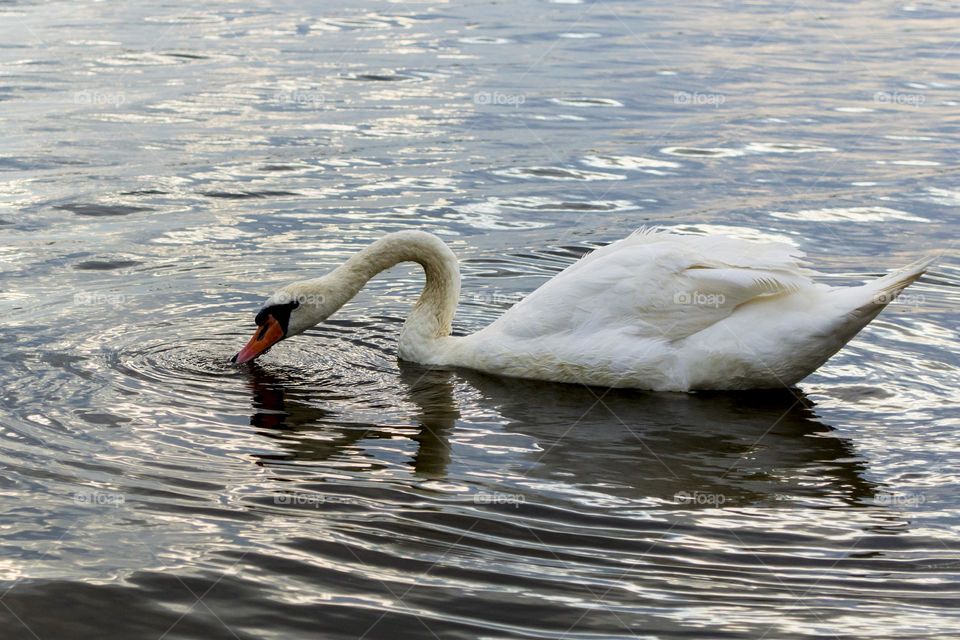 Swan