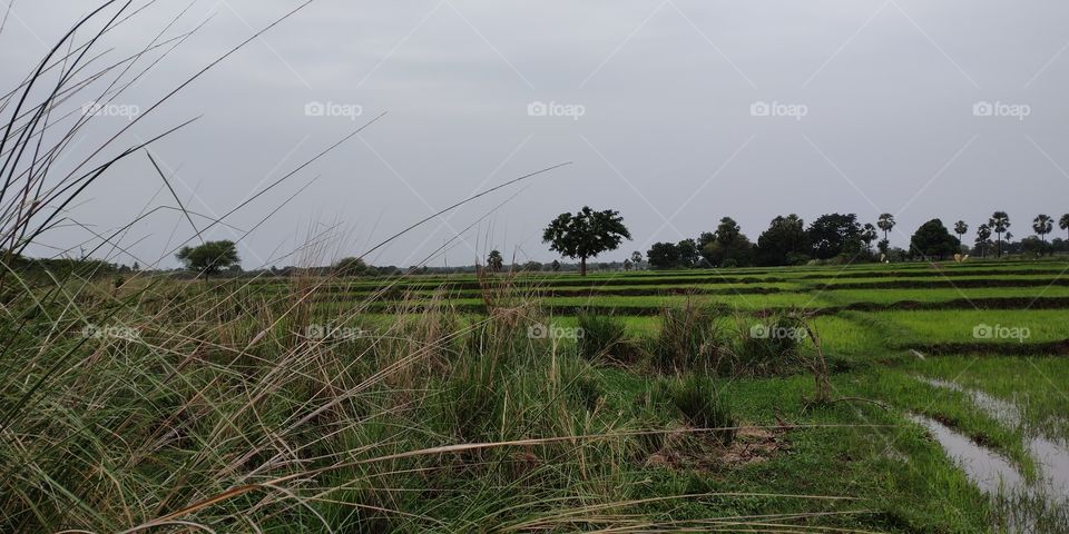 Rural nature