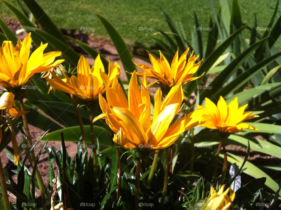 green flowers yellow nature by blackpearl079