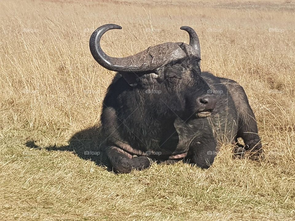 Cape Buffalo.