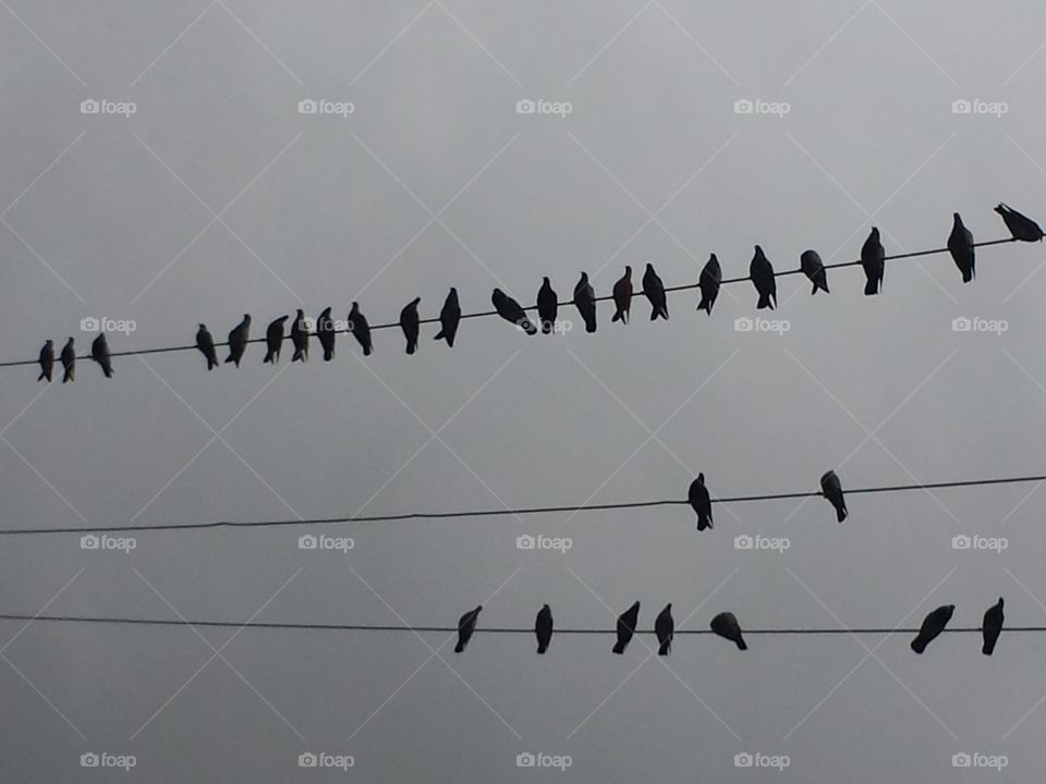Bird on wires