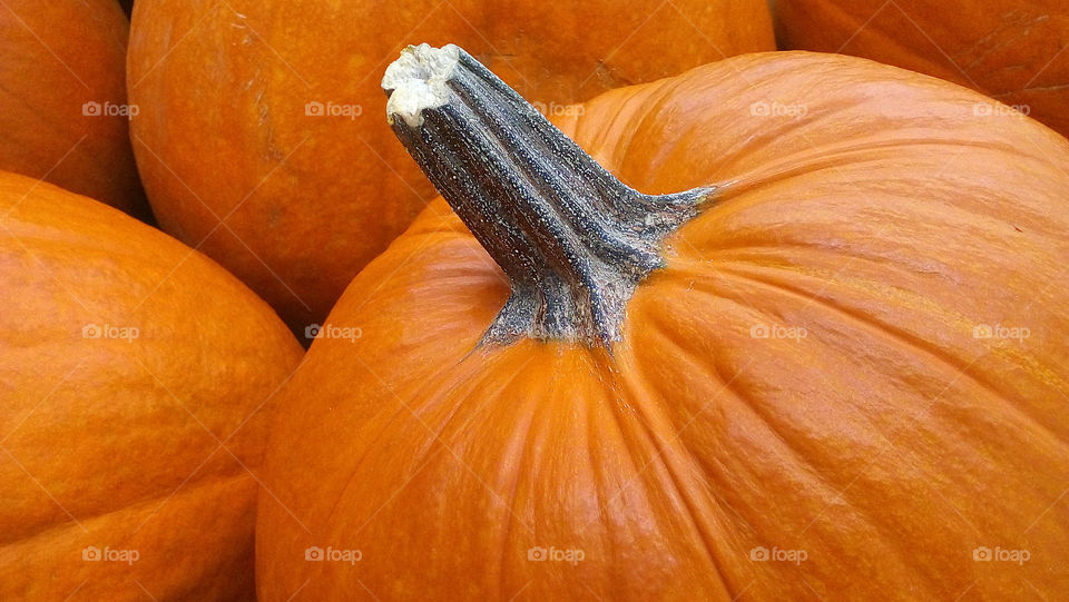 Pumpkin