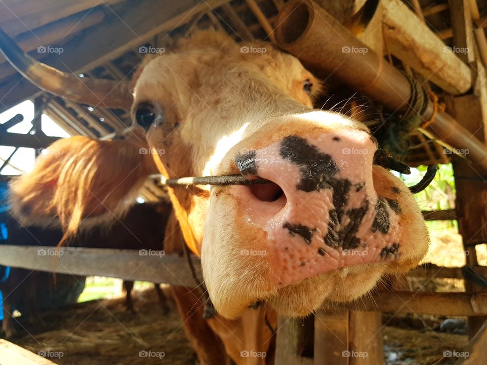 Indonesian Cow