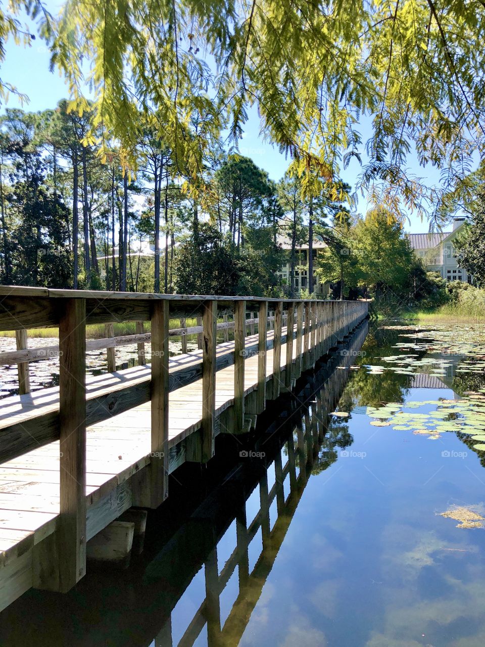 Wooden footbridge over pond