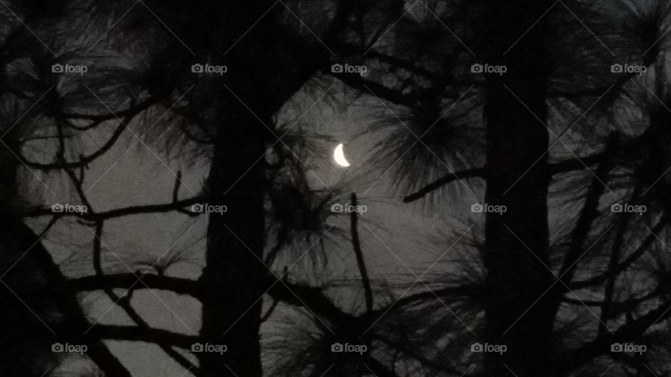 moon in the pines