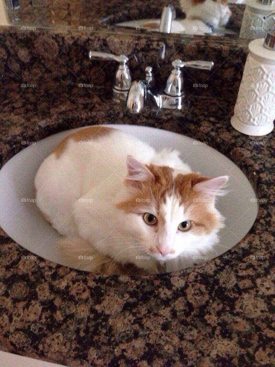 Cat in the sink