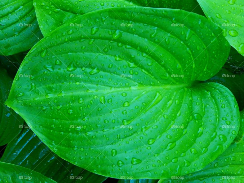 Raindrops on a green leaf. 