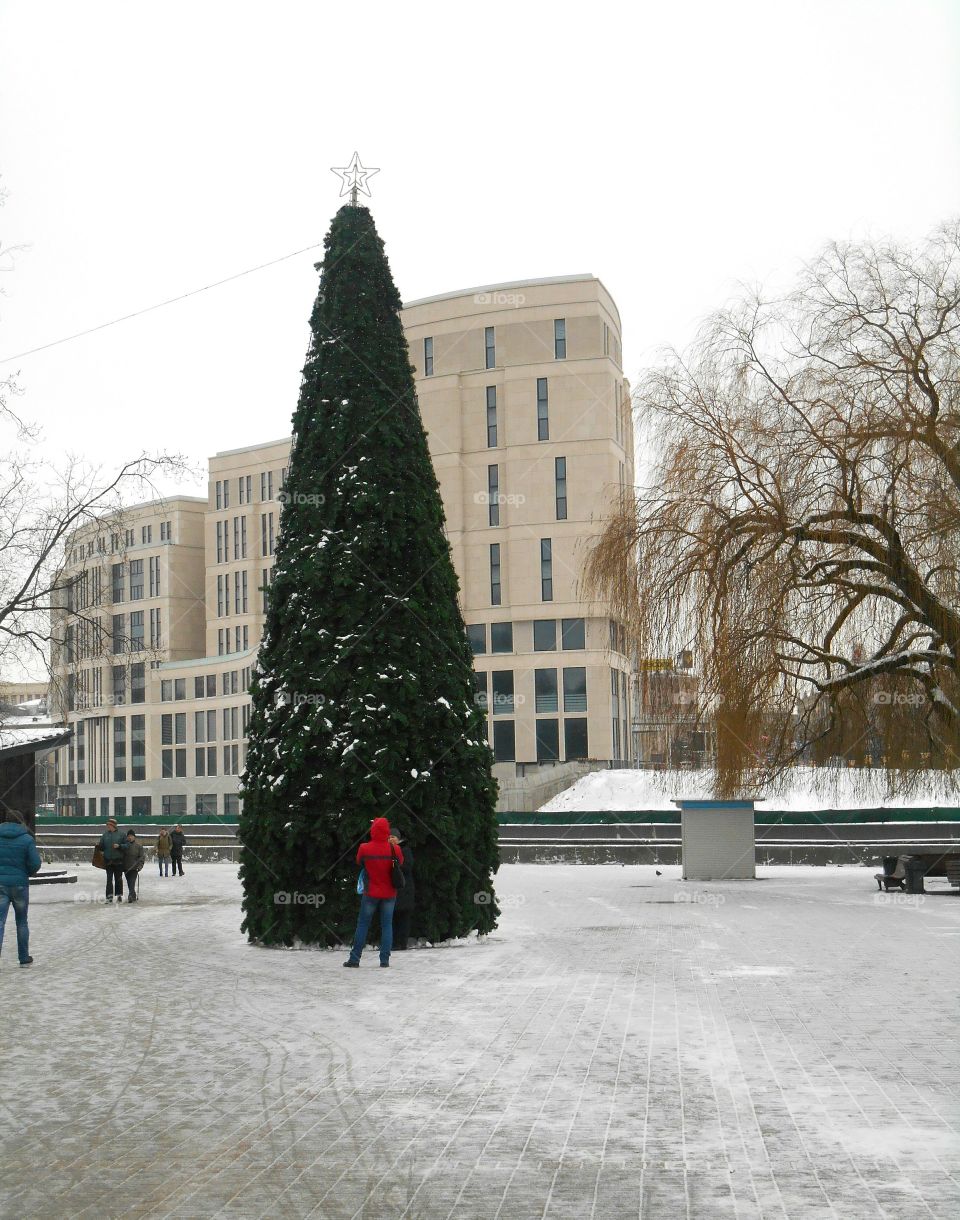 Winter, Tree, City, Snow, Building