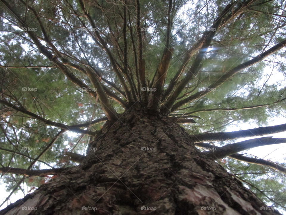 Looking up, Branches with missing leaves. Autumn is here...