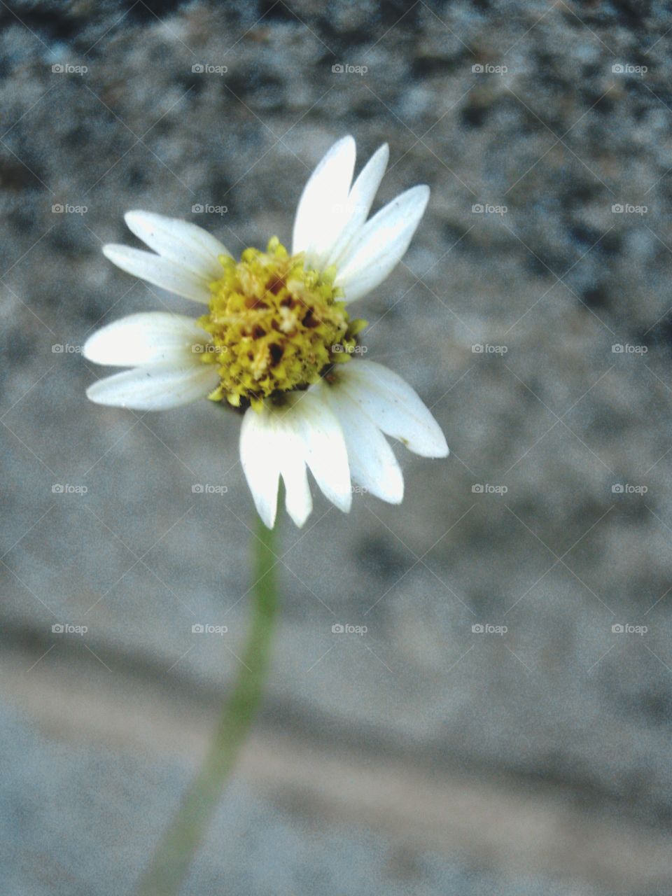 small flower on the wall