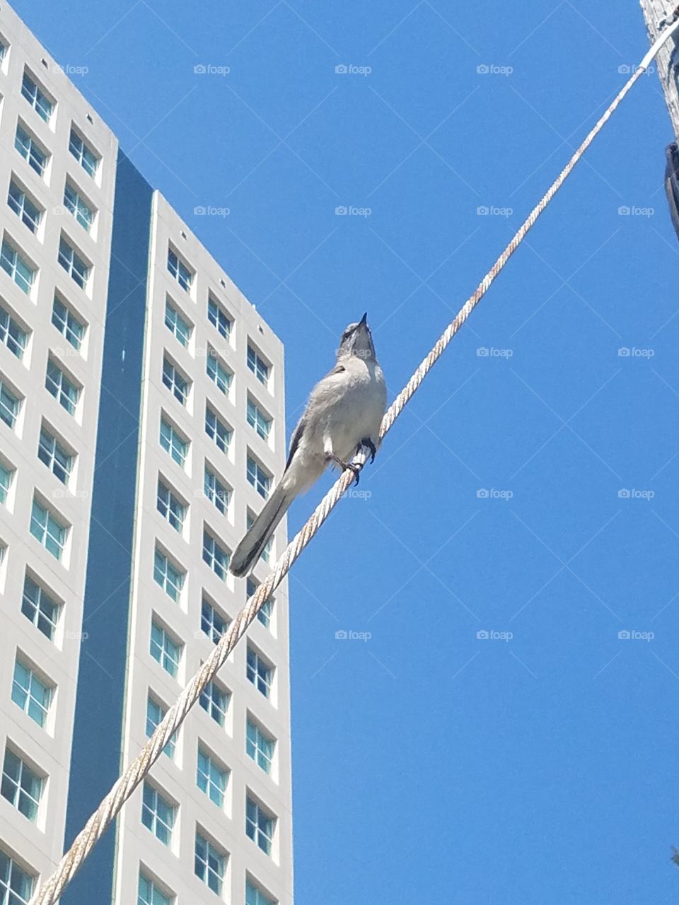 mocking bird on a wire against an urban setting with
