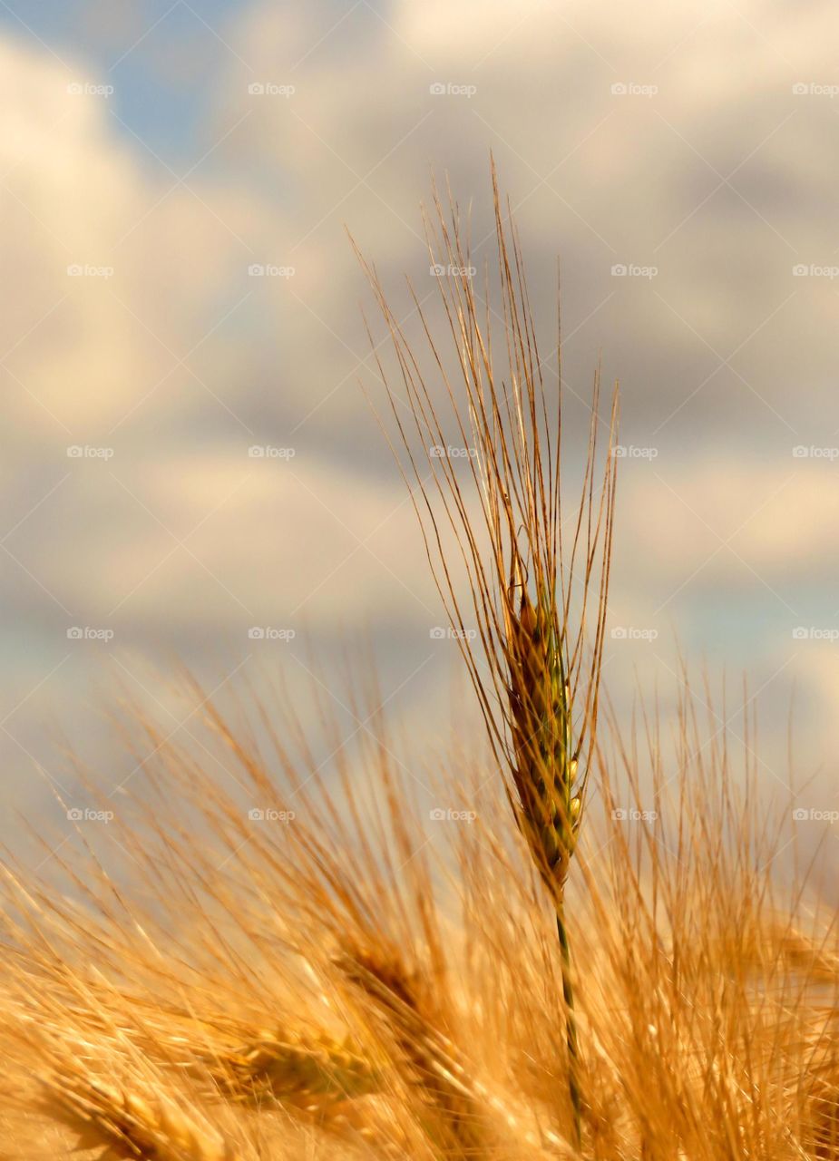 ear of wheat