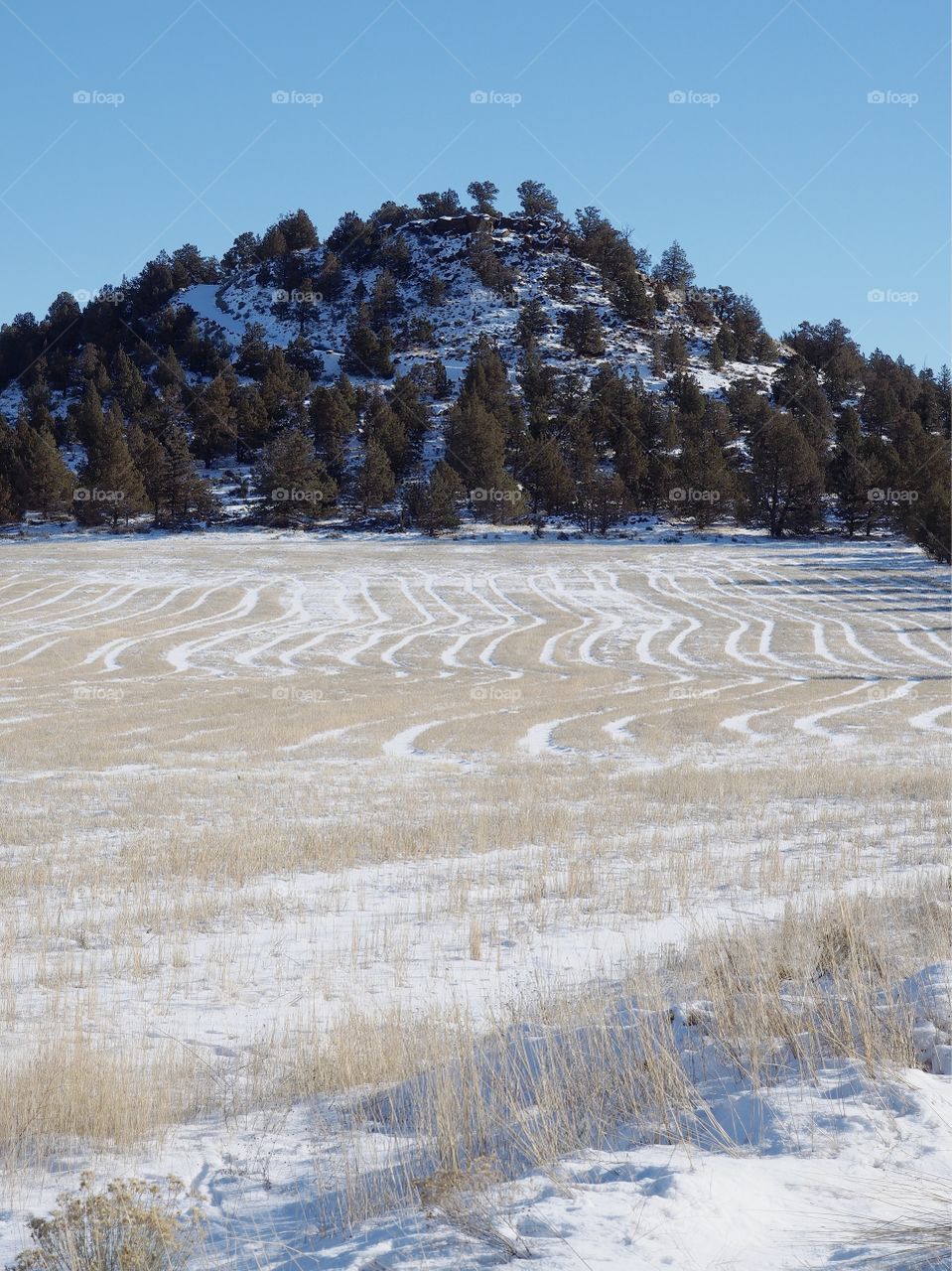 A hay field with snow with a tree and snow covered butte in the background on a sunny winter day in Central Oregon. 