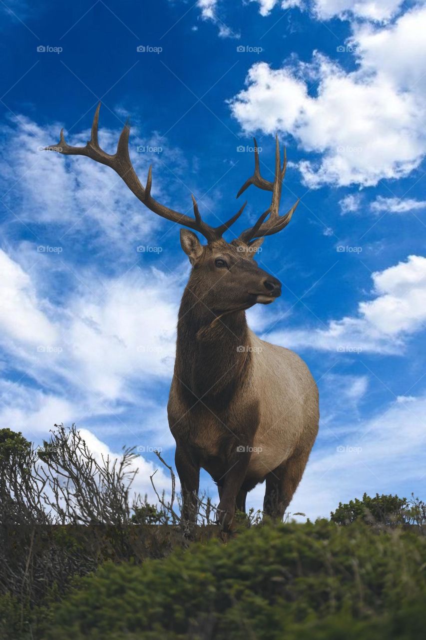 Beautiful brown colour deer