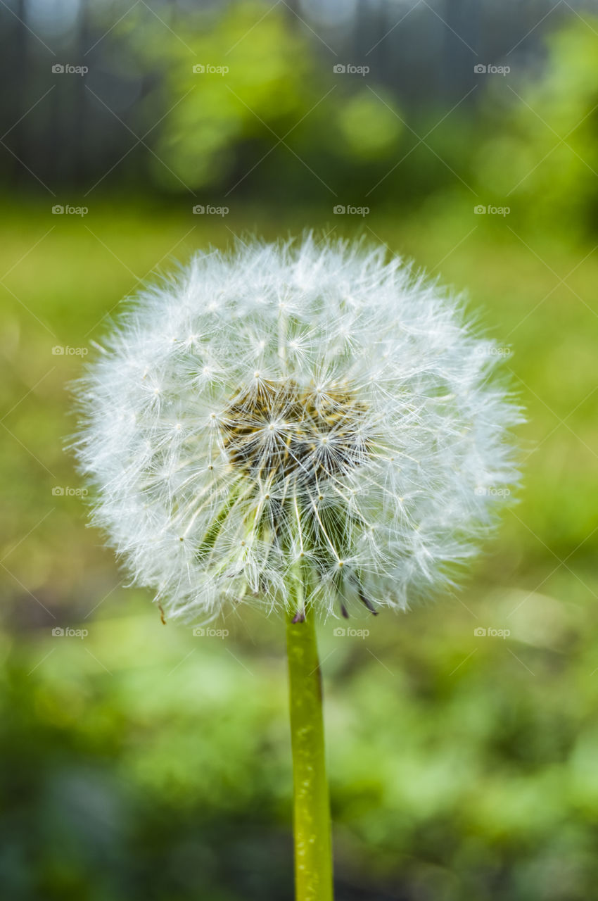 Dandelions during flowering are all well-known cute yellow flowers, which, in fact, are inflorescences. And a few days after flowering, the yellow dandelion flower turns into a fluffy ball.
 