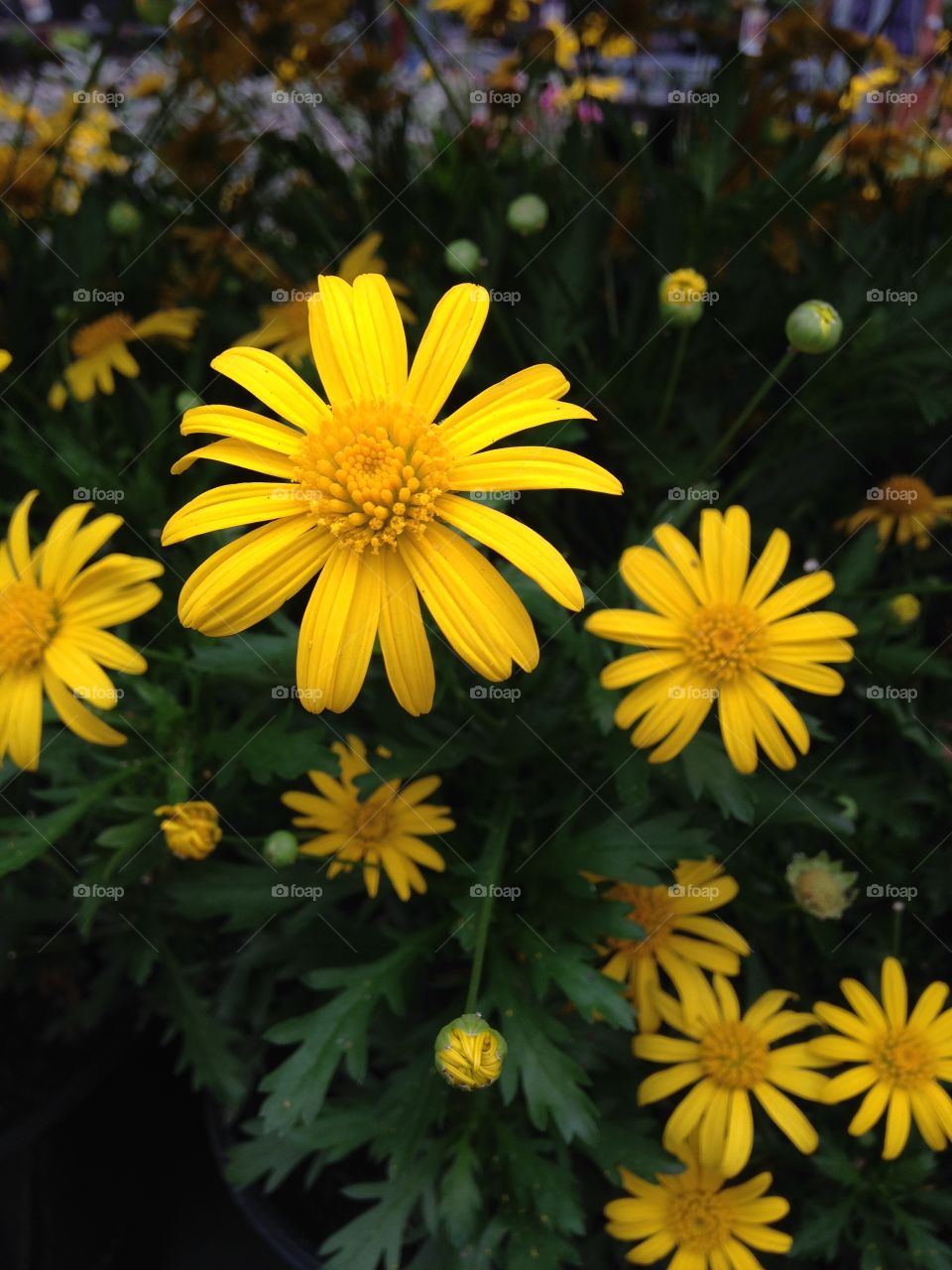 Daisies 