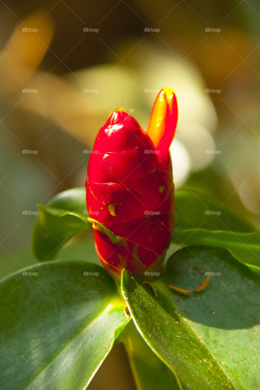 THE FLOWERS AT NOON NOOK GARDEN PATTAYA THAILAND