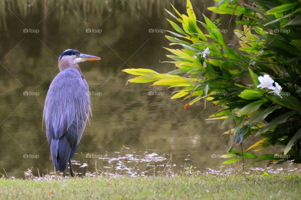 Great Blue